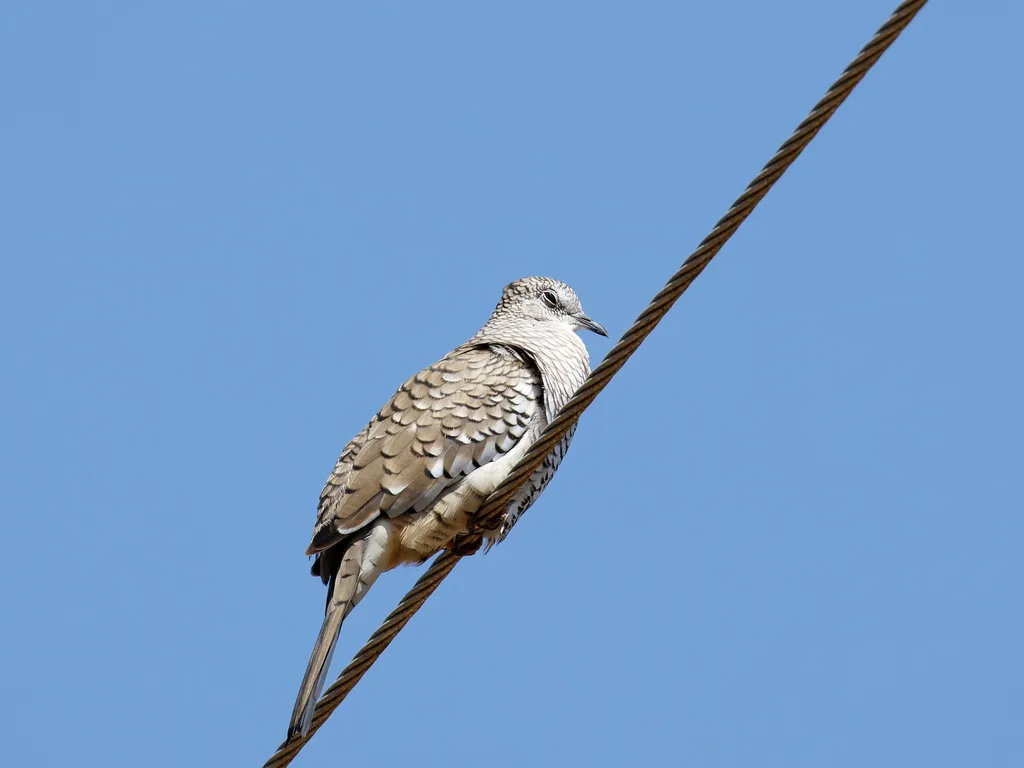 鳞斑地鸠（Columbina squammata）