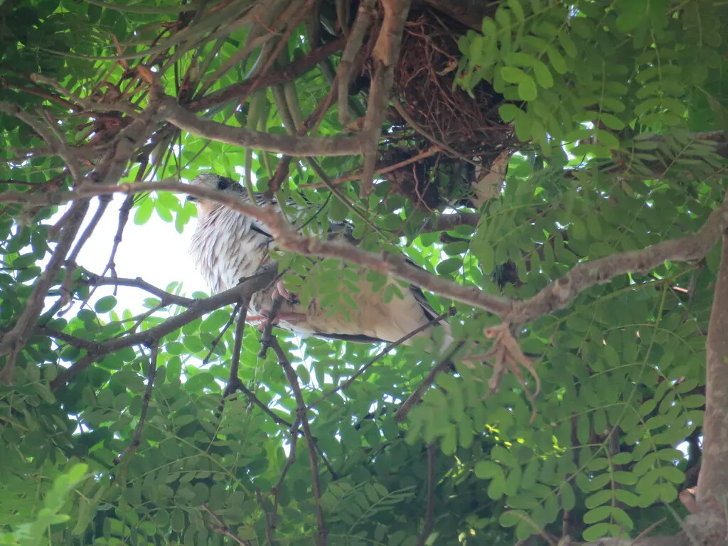 鳞斑地鸠（Columbina squammata）