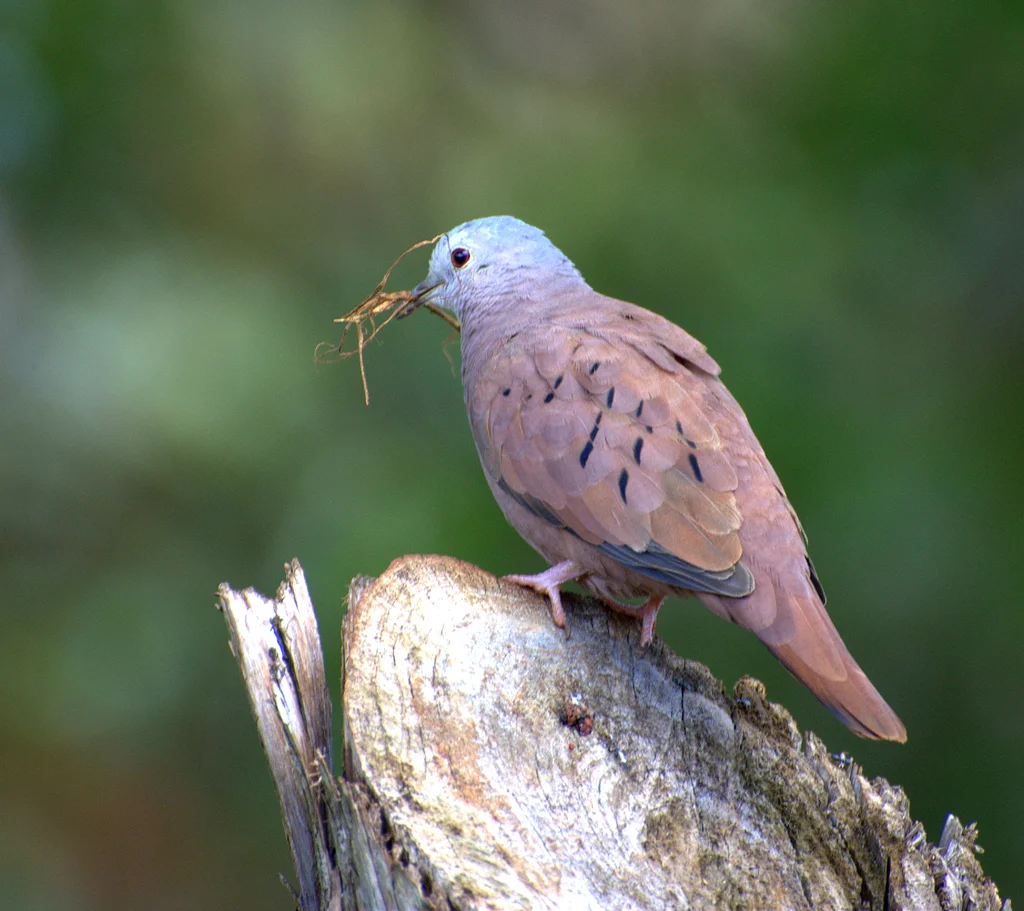 红地鸠(Columbina talpacoti)