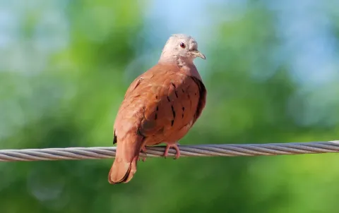 红地鸠