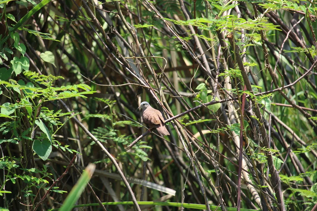 红地鸠(Columbina talpacoti)