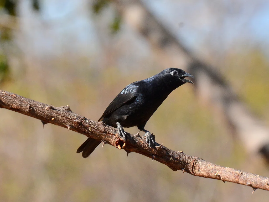 朱喉唐纳雀(Compsothraupis loricata)