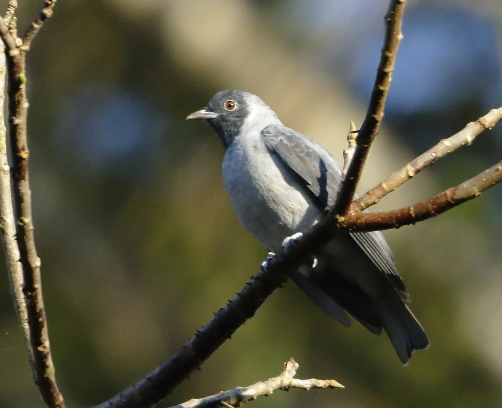 黑脸伞鸟(Conioptilon mcilhennyi)