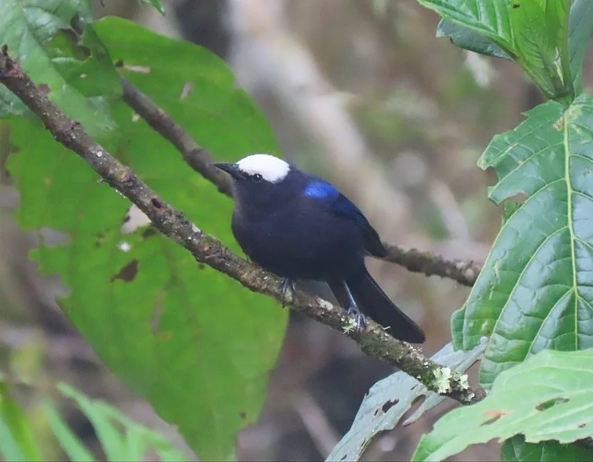 白顶锥嘴雀(Conirostrum albifrons)