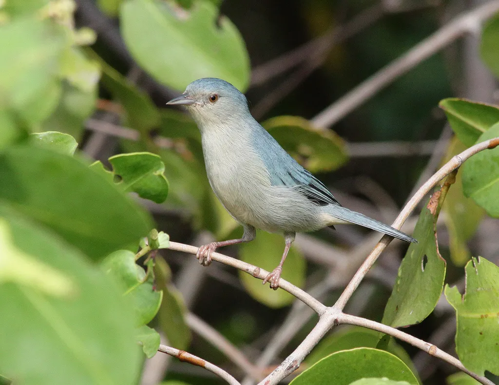 灰黄锥嘴雀(Conirostrum bicolor)