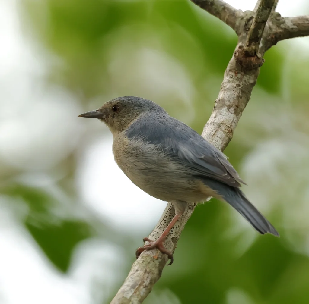 灰黄锥嘴雀(Conirostrum bicolor)
