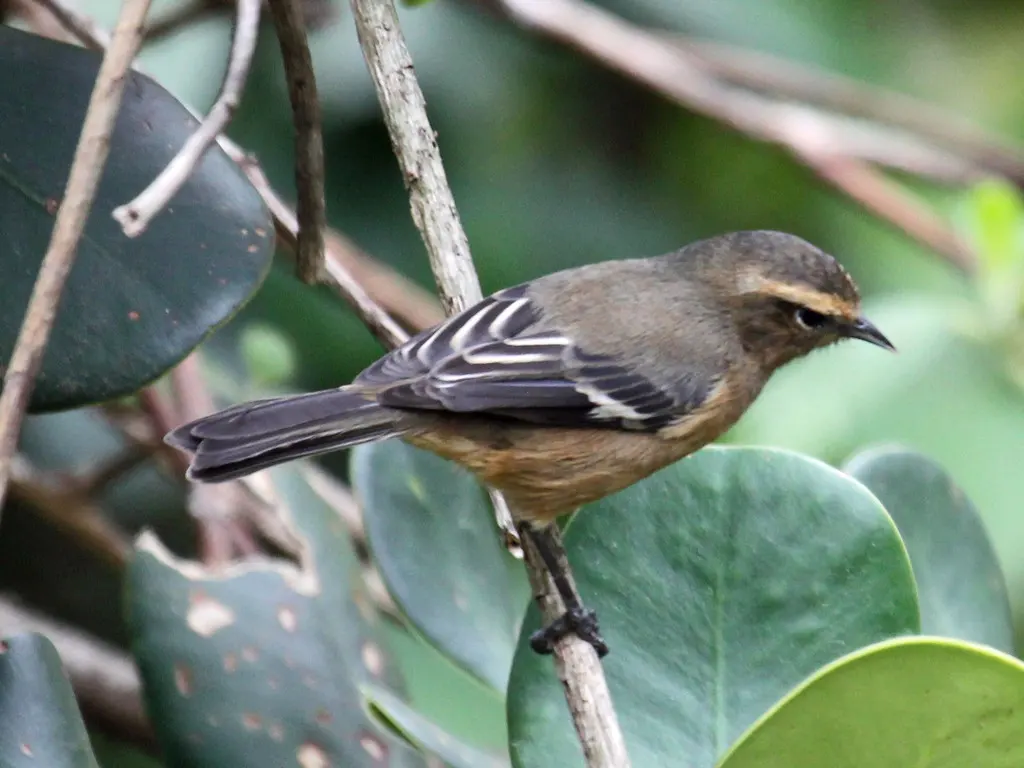 朱红锥嘴雀(Conirostrum cinereum)