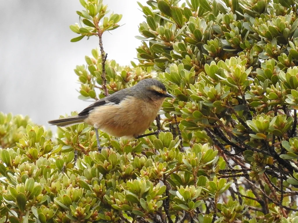 朱红锥嘴雀(Conirostrum cinereum)
