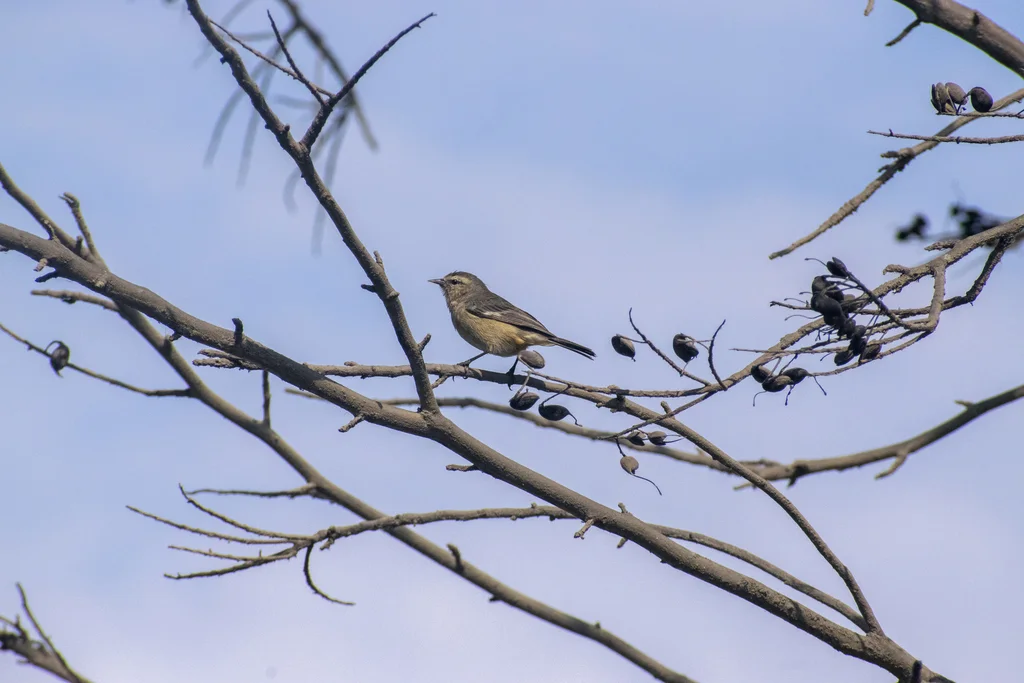 朱红锥嘴雀(Conirostrum cinereum)
