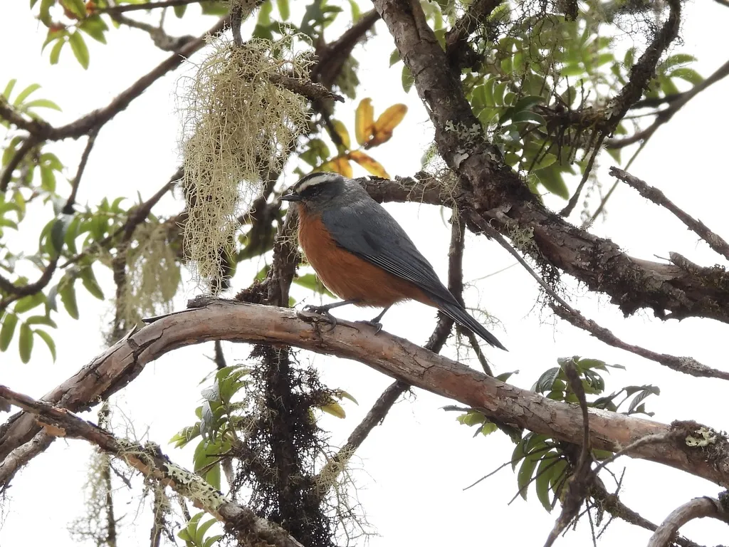白眉锥嘴雀（Conirostrum ferrugineiventre）