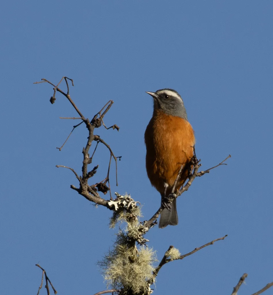 白眉锥嘴雀（Conirostrum ferrugineiventre）