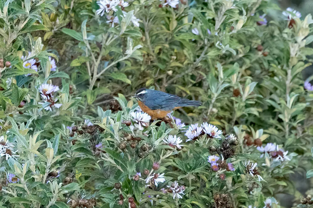 白眉锥嘴雀（Conirostrum ferrugineiventre）