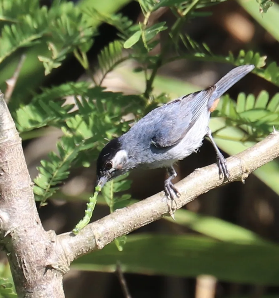 白耳锥嘴雀(Conirostrum leucogenys)
