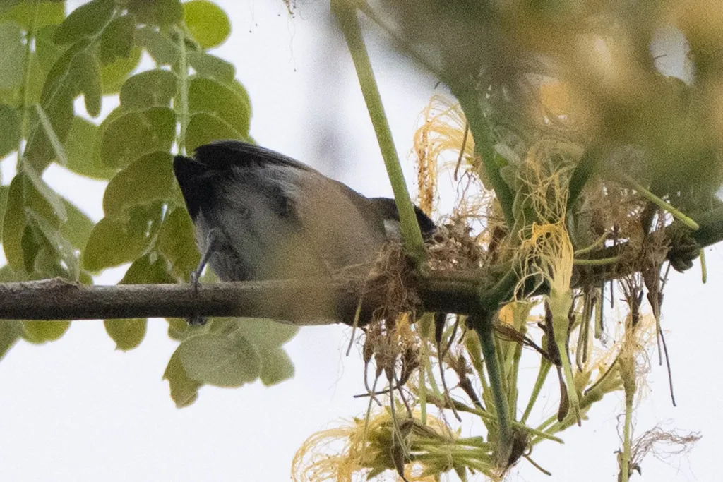 白耳锥嘴雀(Conirostrum leucogenys)