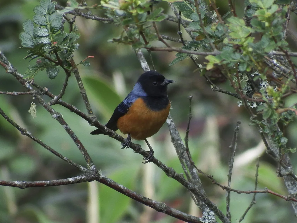 蓝背锥嘴雀(Conirostrum sitticolor)
