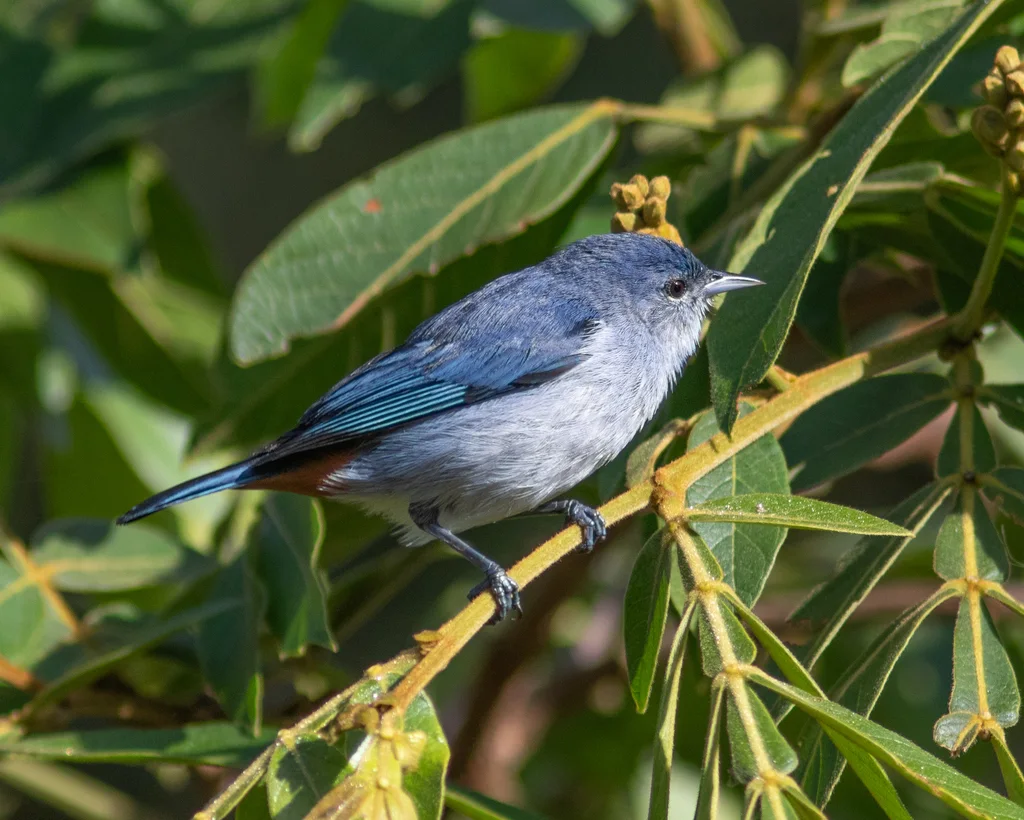 栗臀锥嘴雀(Conirostrum speciosum)