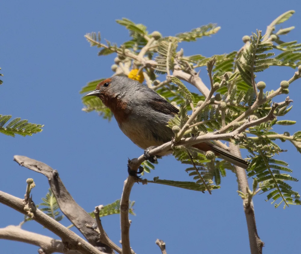 约氏锥嘴雀(Conirostrum tamarugense)