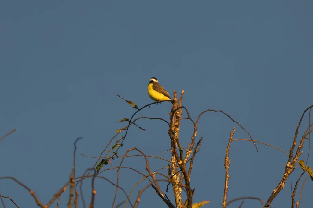 白环蚊霸鹟（Conopias albovittatus）