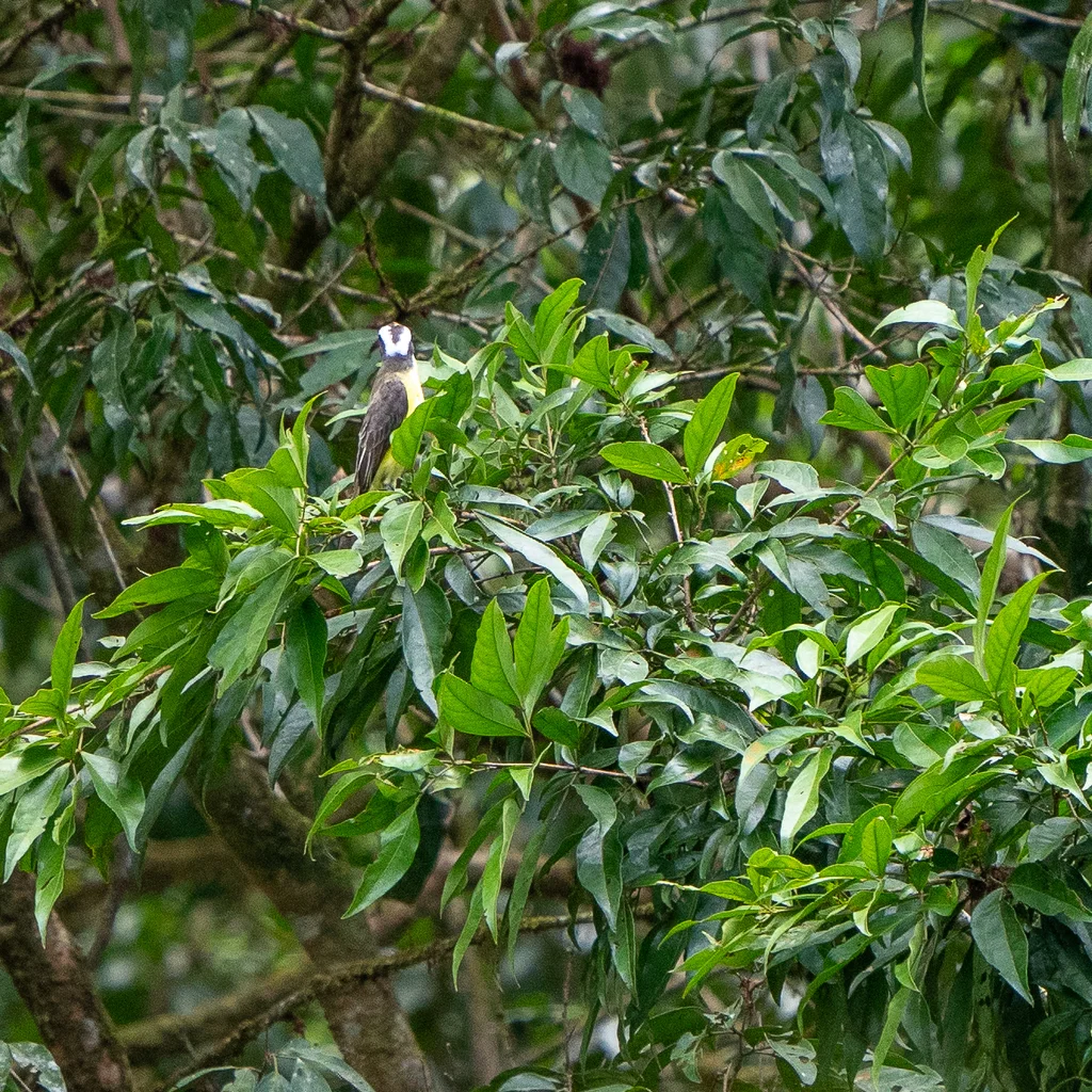 白环蚊霸鹟（Conopias albovittatus）