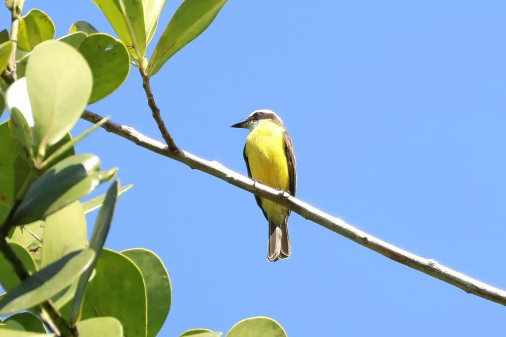 白环蚊霸鹟（Conopias albovittatus）