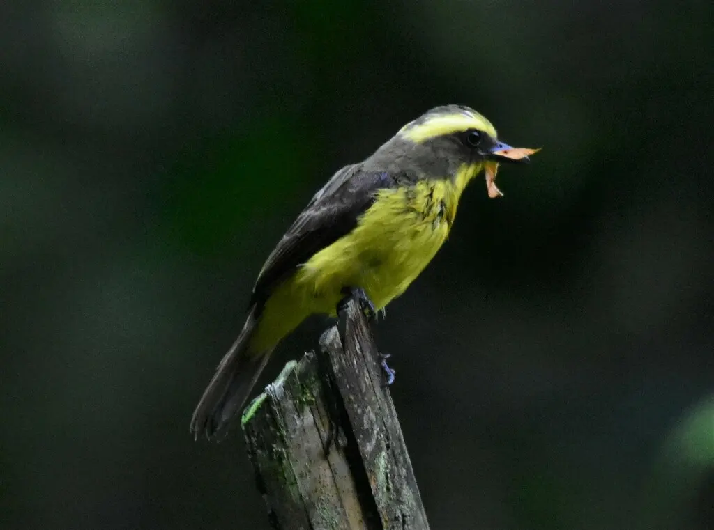 黄眉蚊霸鹟(Conopias cinchoneti)