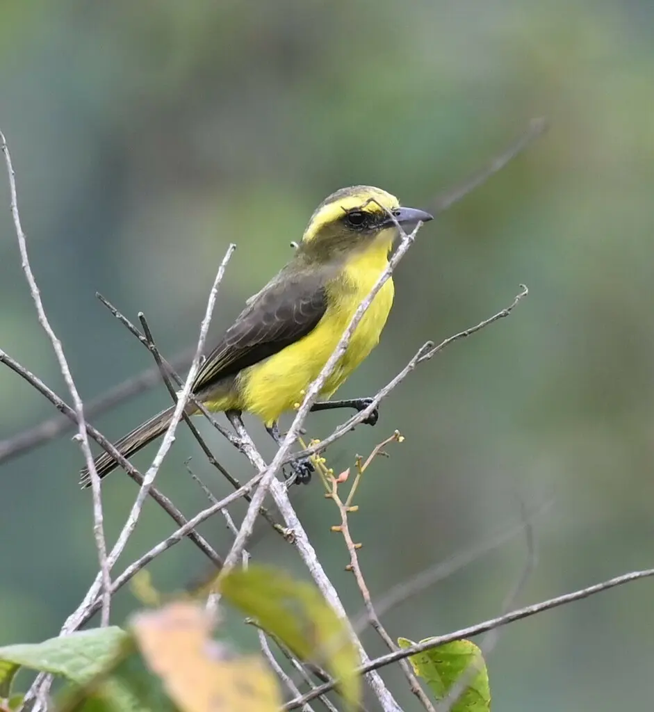 黄眉蚊霸鹟(Conopias cinchoneti)