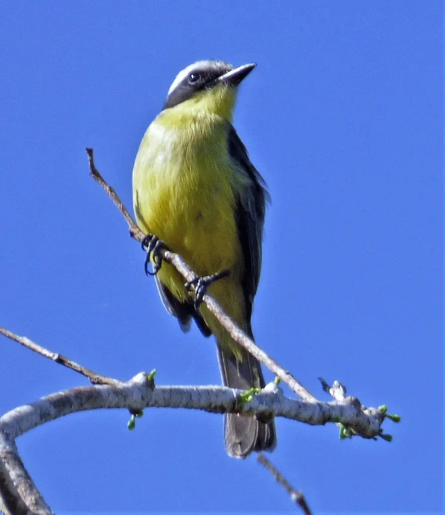 三纹蚊霸鹟(Conopias trivirgatus)