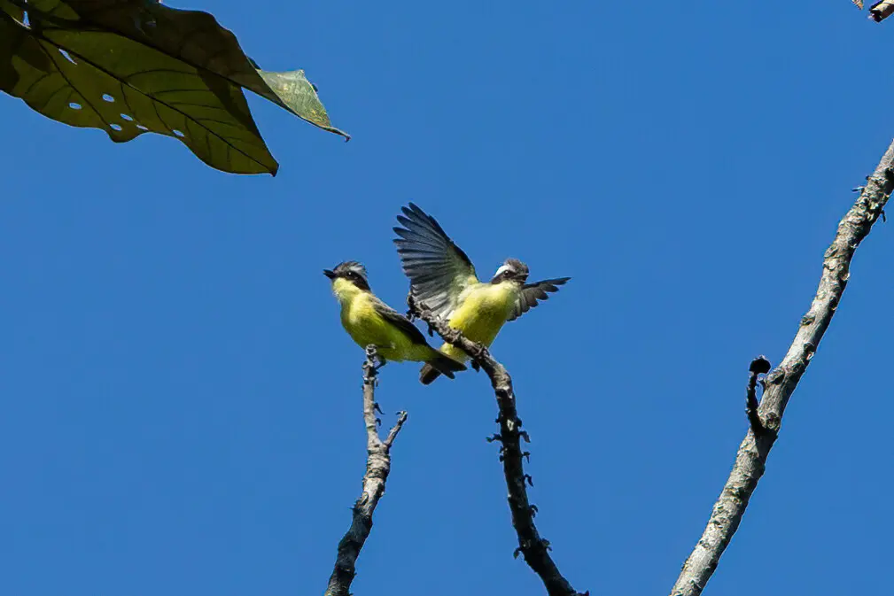 三纹蚊霸鹟(Conopias trivirgatus)