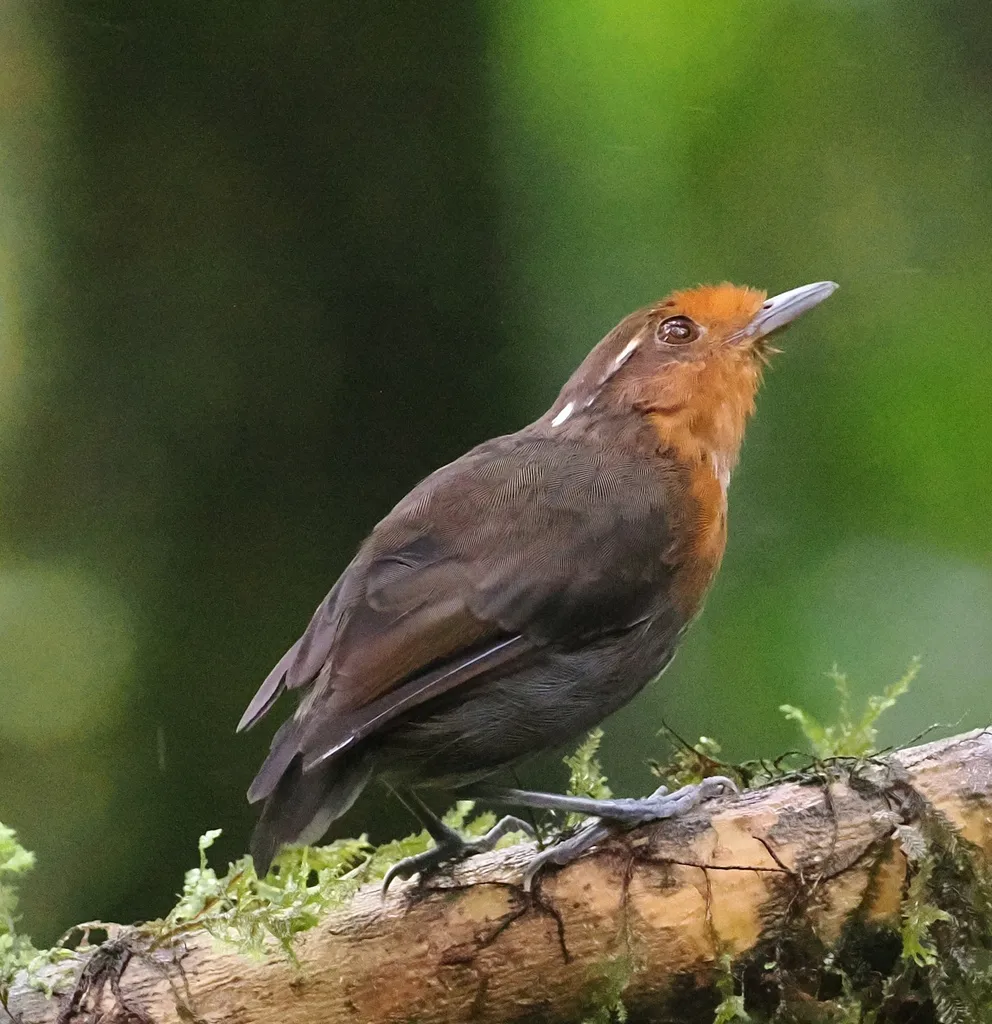 栗顶食蚊鸟(Conopophaga castaneiceps)