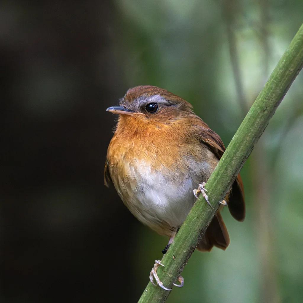 棕食蚊鸟(Conopophaga lineata)