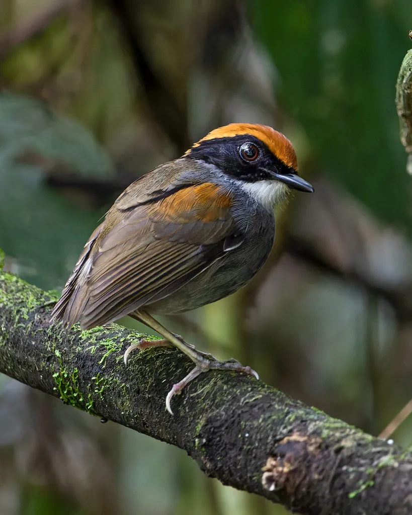 黑颊食蚊鸟(Conopophaga melanops)
