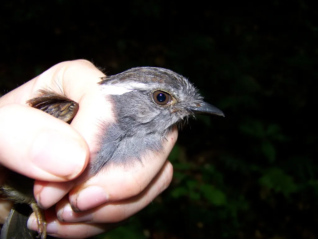 灰喉食蚊鸟(Conopophaga peruviana)