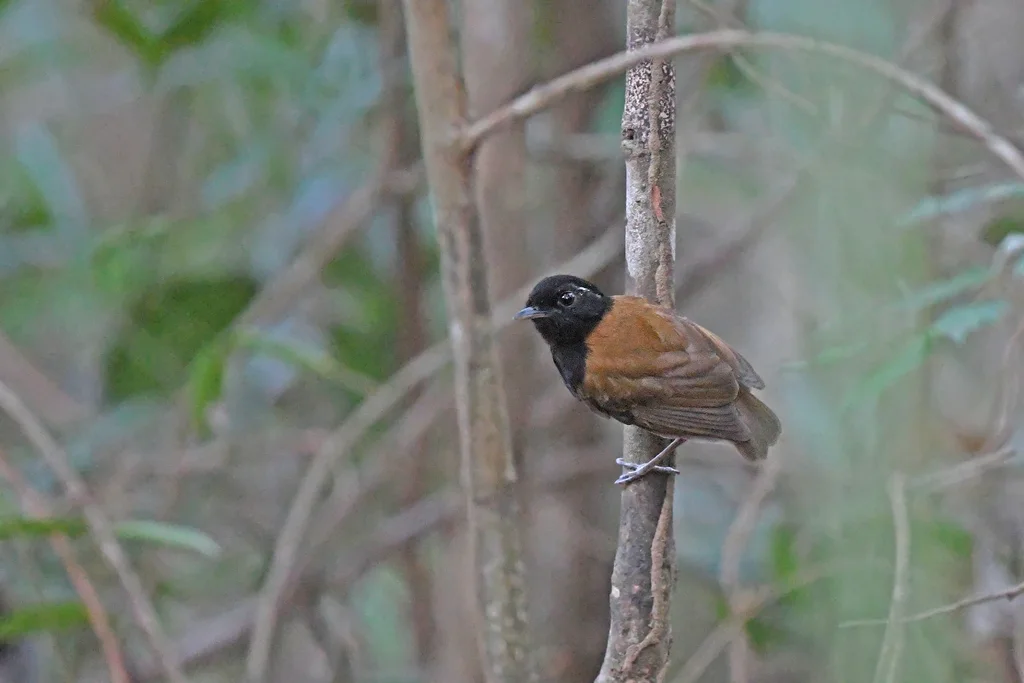 冠食蚊鸟(Conopophaga roberti)