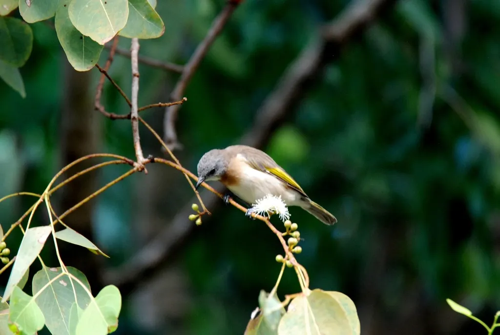 棕斑蚊蜜鸟(Conopophila albogularis)