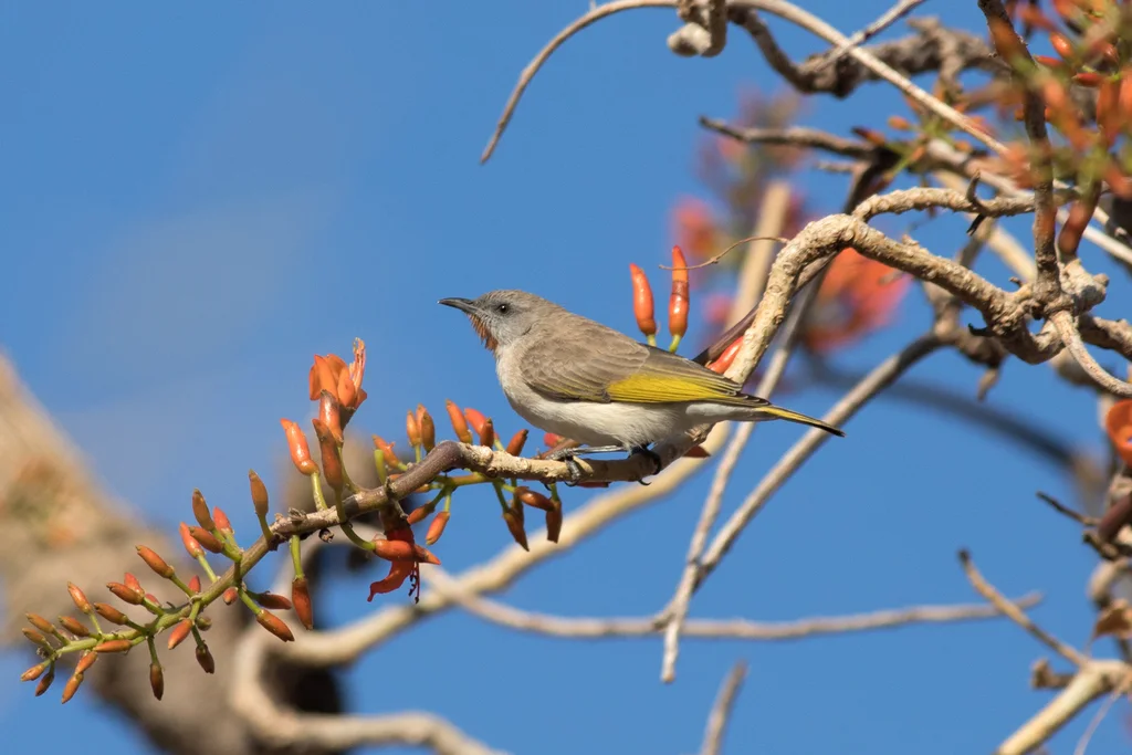 红喉蚊蜜鸟(Conopophila rufogularis)