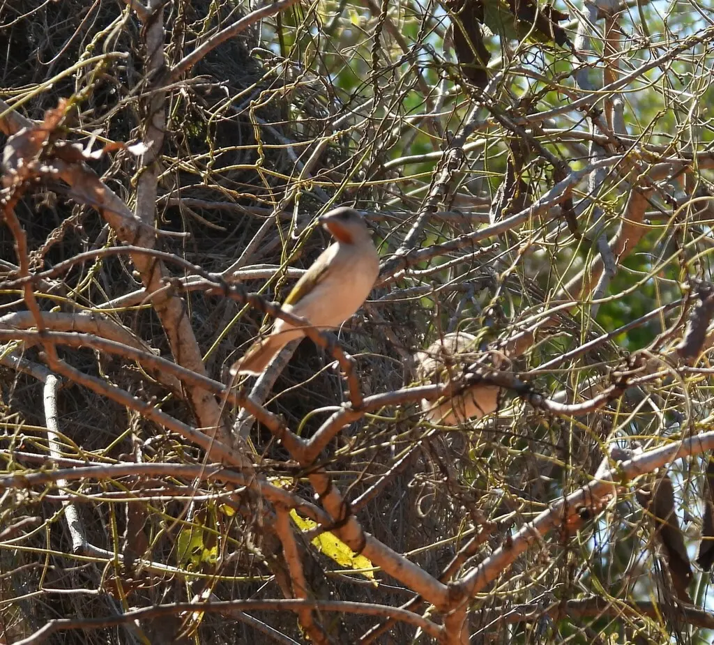 红喉蚊蜜鸟(Conopophila rufogularis)
