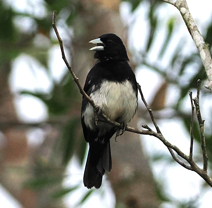 锥嘴唐纳雀(Conothraupis mesoleuca)