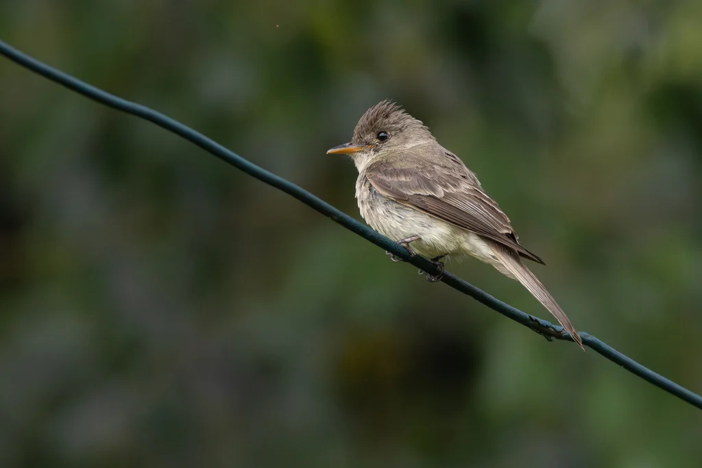 北热带绿霸鹟(Contopus bogotensis)
