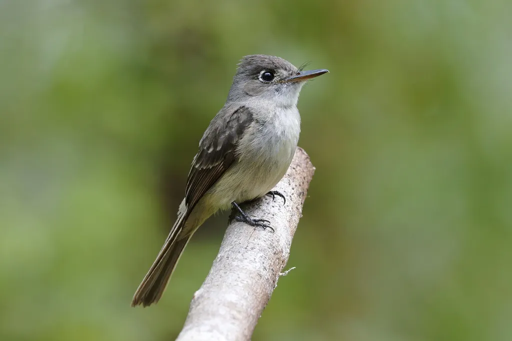 大安岛绿霸鹟(Contopus caribaeus)