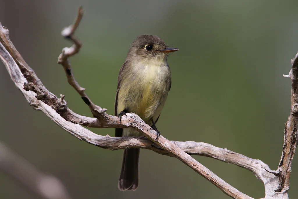 大安岛绿霸鹟(Contopus caribaeus)
