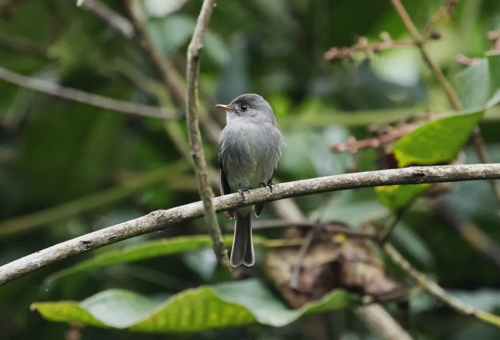 南热带绿霸鹟(Contopus cinereus)