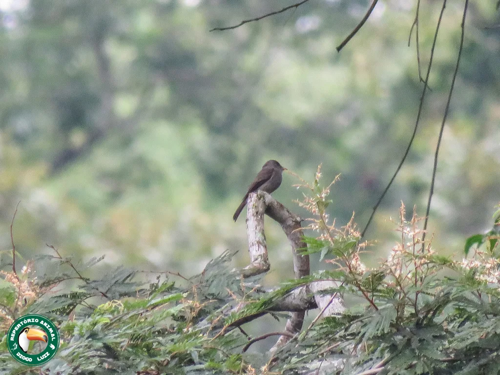 南热带绿霸鹟(Contopus cinereus)