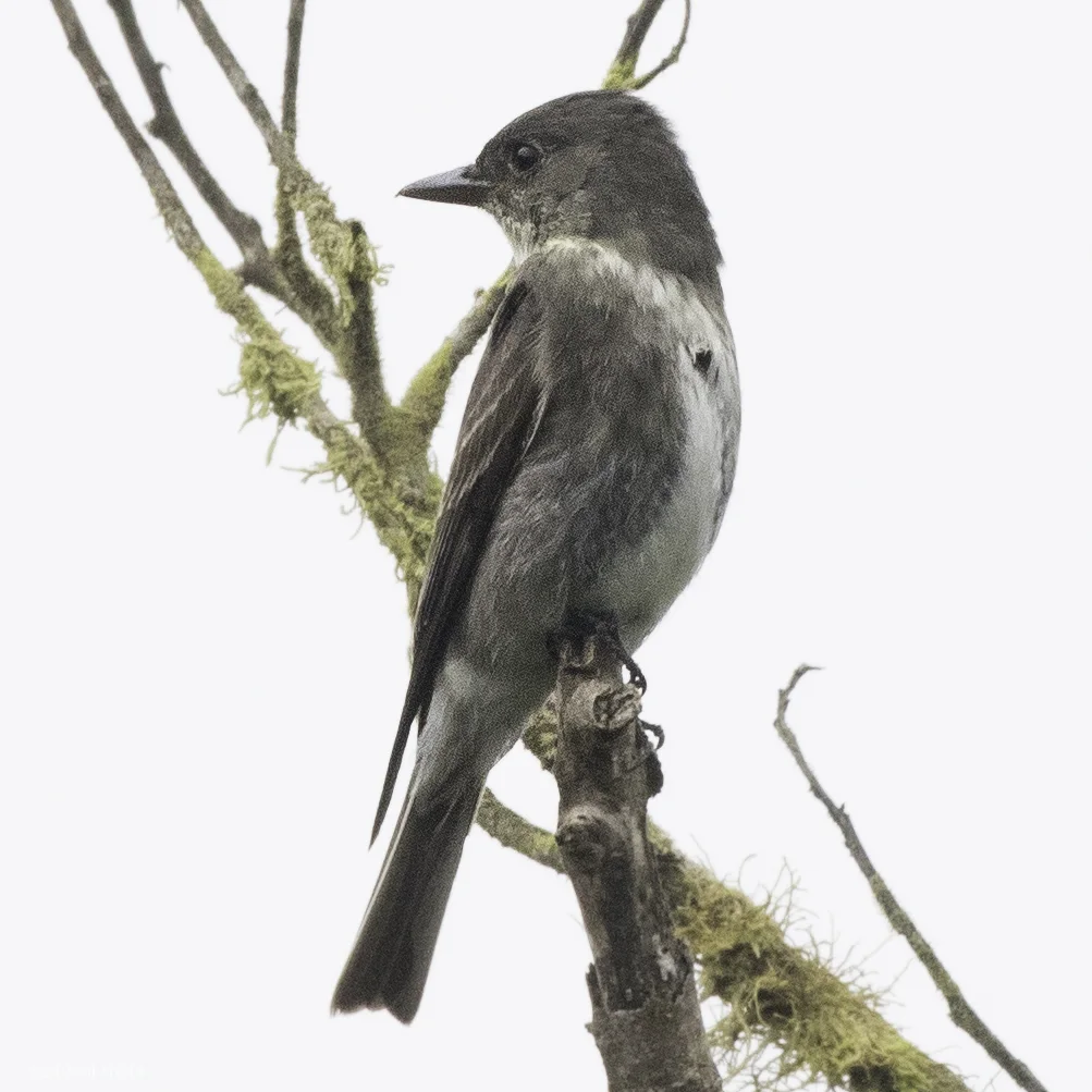 绿胁绿霸鹟(Contopus cooperi)