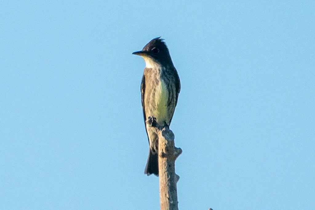 绿胁绿霸鹟(Contopus cooperi)