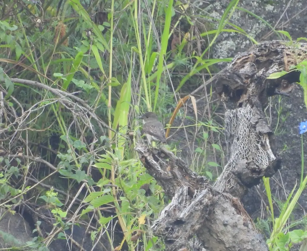绿胁绿霸鹟(Contopus cooperi)