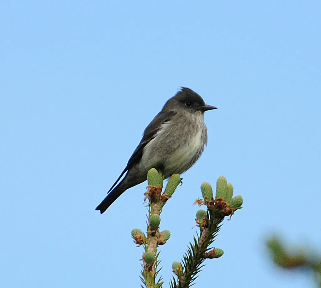 绿胁绿霸鹟(Contopus cooperi)