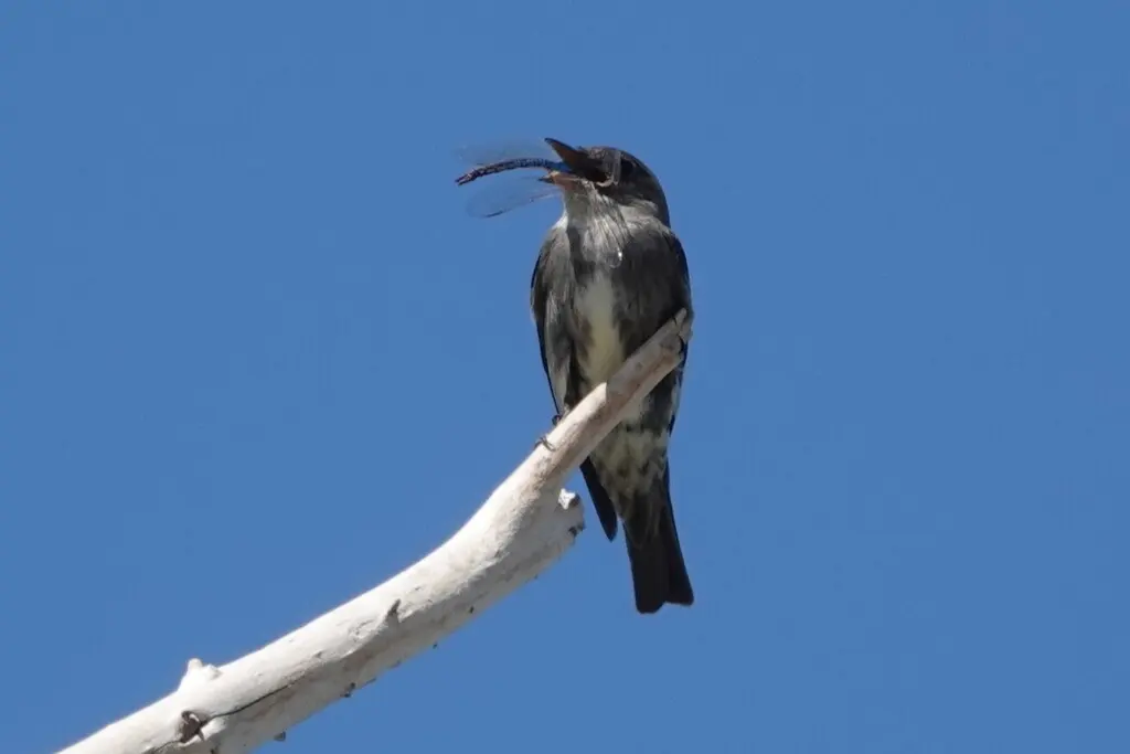 绿胁绿霸鹟(Contopus cooperi)