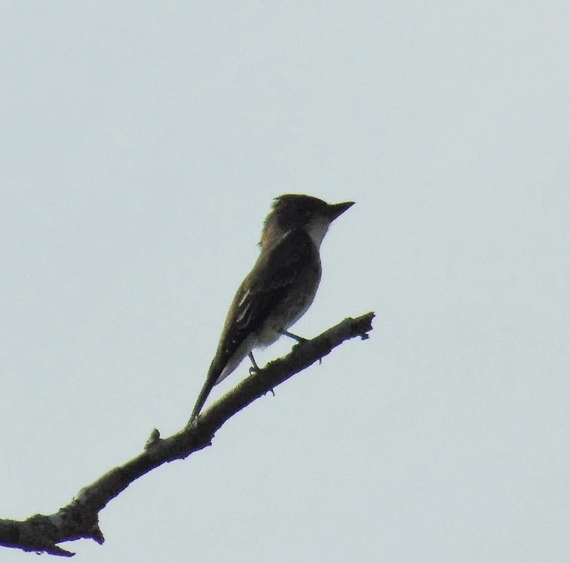 绿胁绿霸鹟(Contopus cooperi)