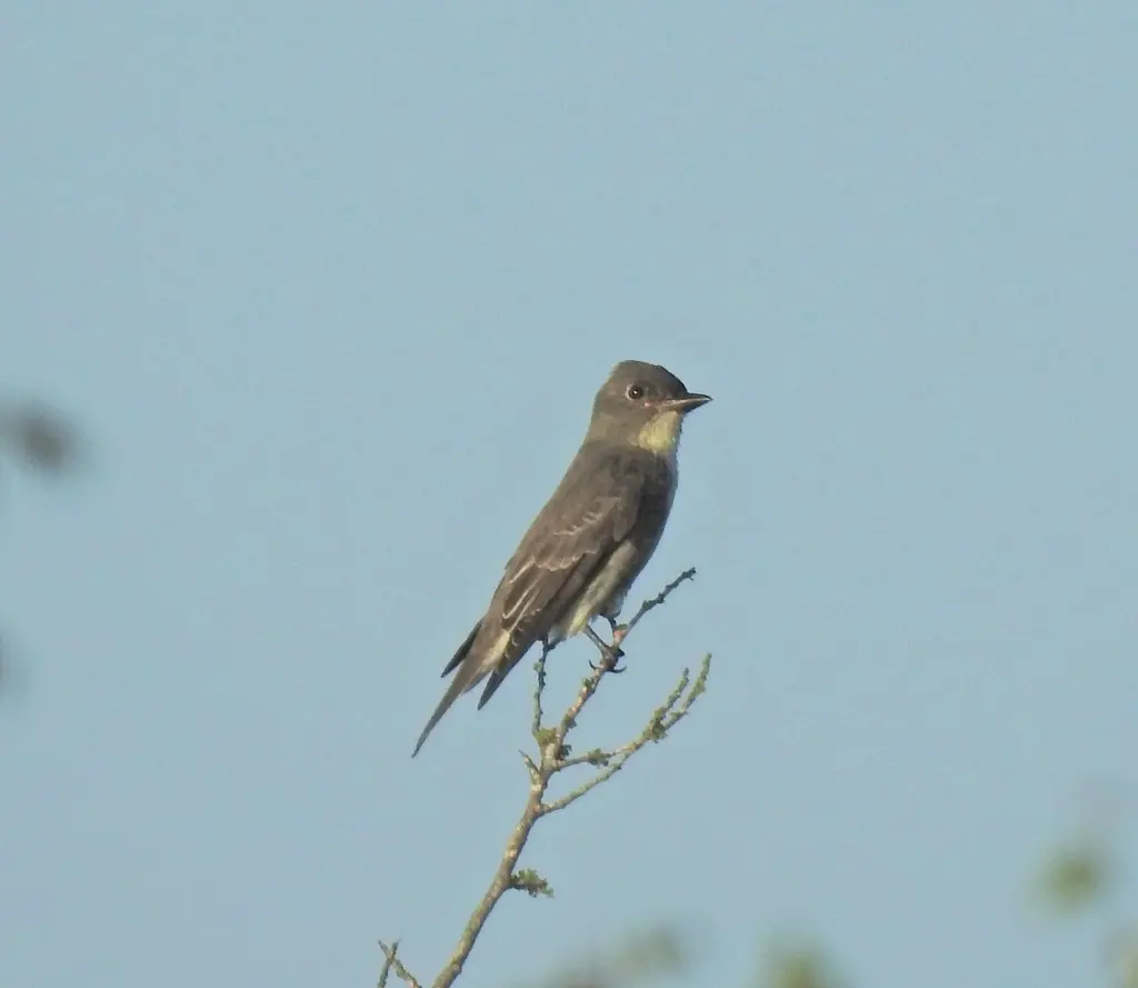 绿胁绿霸鹟(Contopus cooperi)