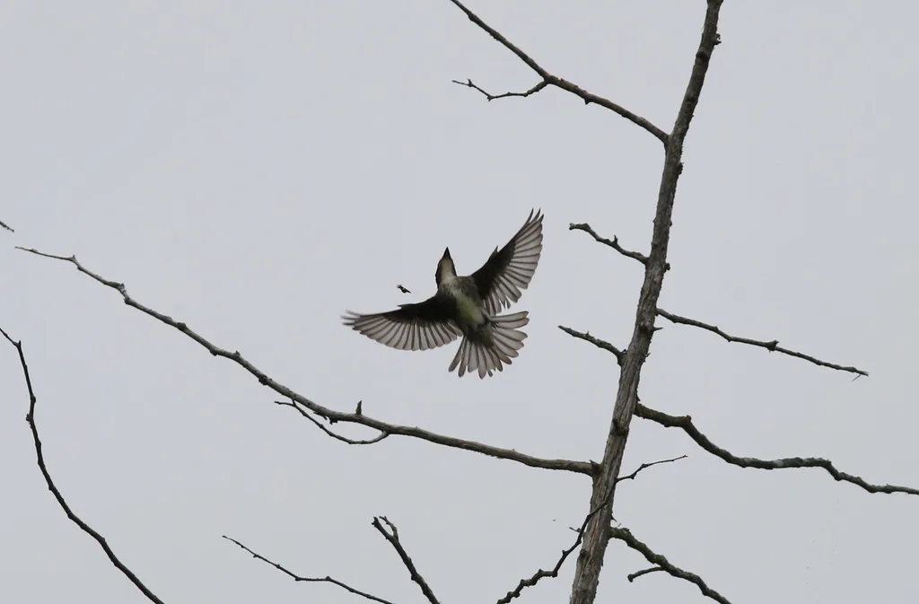 绿胁绿霸鹟(Contopus cooperi)